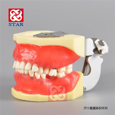 牙周病實(shí)習模型M4027