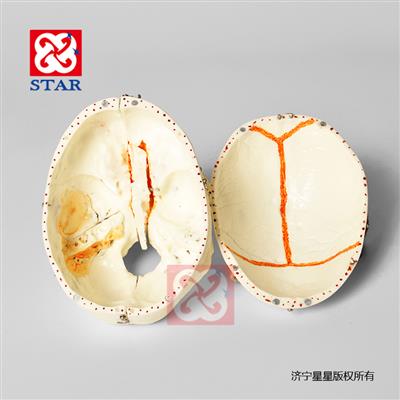 頭顱可拆分十部分，雙色牙顱底顏色展示竇動(dòng)靜脈