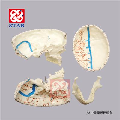 M5008可拆分，有上頜竇膜