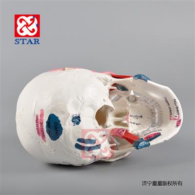 M5009頭顱模型展示肌肉附著(zhù)點(diǎn)